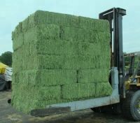 High quality Alfalfa bales / Alfalfa Hay