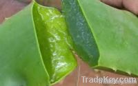 Fresh Aloe Vera Leaves