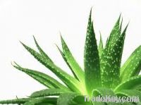 Fresh Aloe Vera Leaves