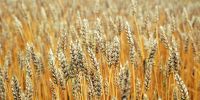 Agri