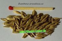 Bambusa Bambos / Arundinacea - Bamboo Seeds - Giant Bamboo