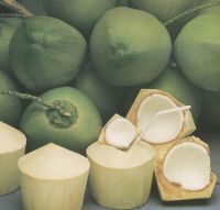 Coconut Fruit Fresh