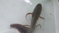 Rare East Africa Lung Fish Protopterus Amphibius