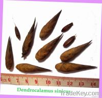 The largest bamboo - Dendrocalamus sinicus seeds