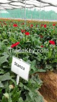 Gerbera Cut Flowers