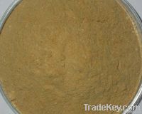 Champignon Extract Powder