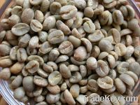 Arabica coffee beans from Yunnan Province China