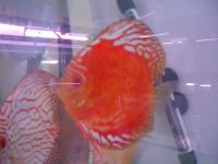 Discus Fishes