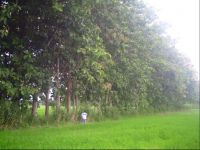 Teak, Bamboo, Pallets, Plantations