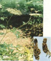 Angelica Extract Powder