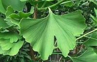 Ginkgo biloba