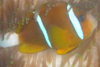 [Export] Australian Double Stripes Clown Fish