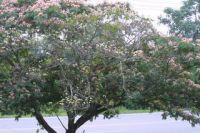 Albizia  julibrissin