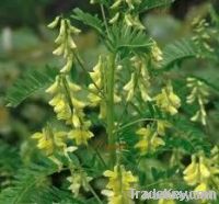 Astragalus Extract