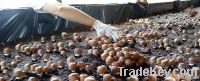 Agaricus Mushroom, blazei Murill, Himematsutake, Sun Mushroom Dried