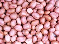 peanut kernels(round type)