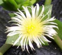 Sceletium Tortuosum (Kanna) Powder