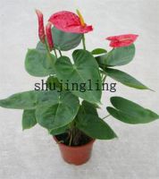 Anthurium