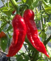 Bhut Jolokia Chilli