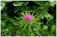 Milk Thistle Extract 80% Silymarin 30% silybins