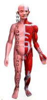 HUMAN MUSCULAR TORSO MALE Dissectable - 28