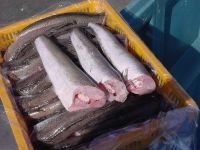 FROZEN HAKE