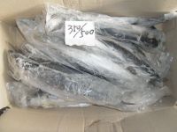 frozen spanish mackerel