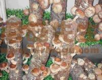 Shiitake Mushroom Logs (Lentinula Edodes) (compost