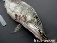 Siberian Pike esox lucius