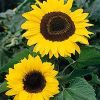 New Crop Sunflower Seeds Suppliers | Sunflower Seed Exporters, | Sunflower Black Seed  | Striped Black Seed | Flowers Seed | Sunflower Kernels