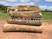 American RED OAK Logs for Engineered Flooring