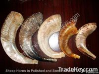 Animal Horns of Raw and Polished