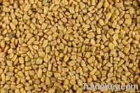 Fenugreek Seeds