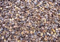 buckwheat hull