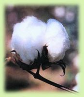 COTTON RAW