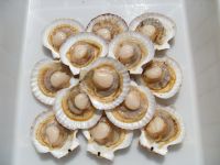 Sea Scallop