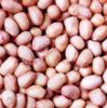 Peanut Kernels