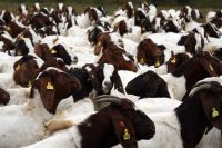 Health Tasted & approved Boer Goats for sell 