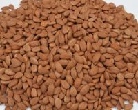 Apricot kernels