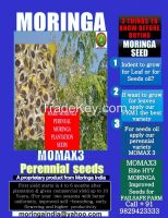 Moringa Perennial Seed