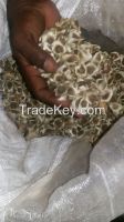 Moringa Seeds new harvest Black Bold