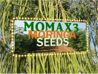 MOMAX3 moringa seed variety 