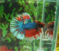 betta fish halfmoon