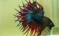 betta Crowntai