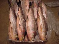 ROHU- Fresh Water Frozen Fish