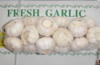 fresh  garlic