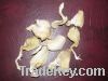 Oyster Mushroom