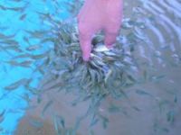 Doctor Fish Garra Rufa Fish Manicure