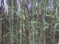Bamboo Stalks In Bulk Or Bundles For Sale
