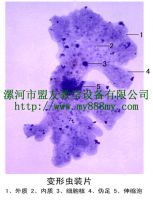 microscope slide---amoeba *****